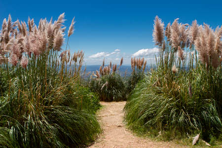pampas grass in the field with blue skyの写真素材