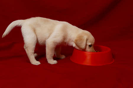 Labrador puppy on red backgroundの写真素材
