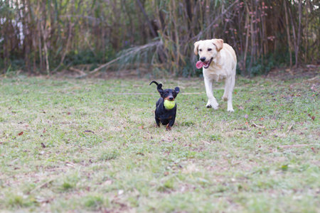 Labrador Retriever and Dachshund playing in the garden