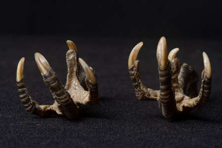 Bird claws with black backgroundの写真素材