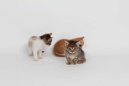 three kittens with white backgroundの写真素材