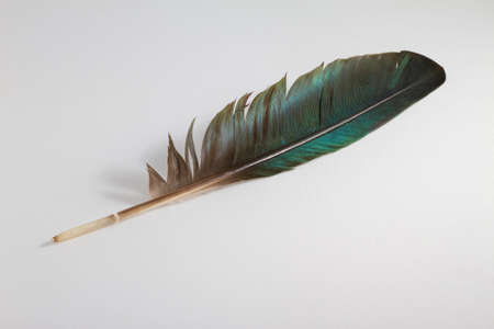 Iridescent green feathers on white backgroundの写真素材