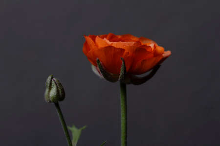 Macro of an orange flower Ranunculus asiaticus