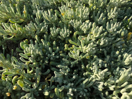 succulent plants on the Pacific coast