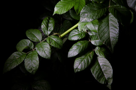 green leaves on black backgroundの写真素材