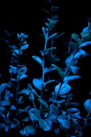 Blue leaves illuminated in the darkの写真素材