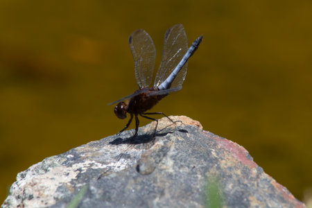 dragonfly posing on a rockの写真素材