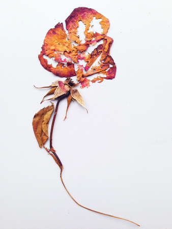 Dry rose after a year kept in a bookの素材