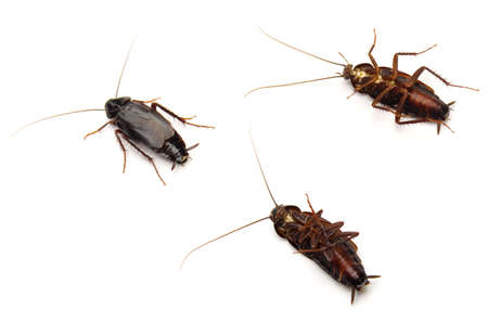 Three Oriental Cockroaches (Blatta orientalis) isolated on white background. Three Oriental Cockroaches (Blatta orientalis) isolated on white background.
