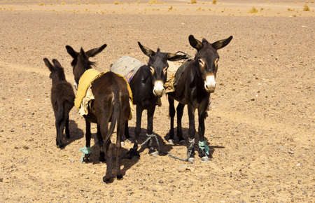 Donkeys standing on the desertの写真素材