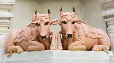 Two Sacred Cows Laying on the Floorの写真素材