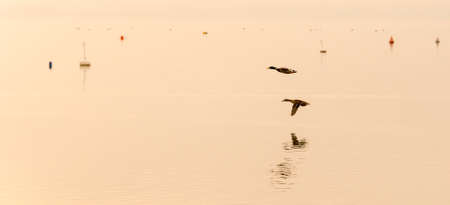 Two Wild Ducks Flying Over a Lakeの写真素材