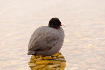 Wild Coot Having a Bath in the Lakeの写真素材