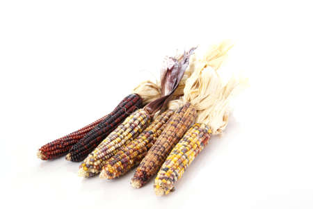 Indian Corn on the cob with tasselsの写真素材