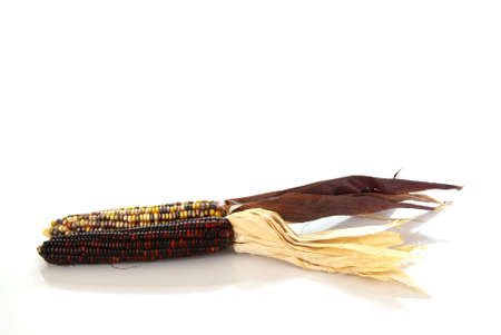 Indian Corn on the cob with tasselsの写真素材