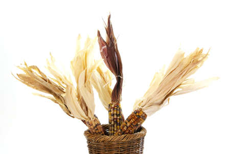 Indian Corn on the cob with tassels in rustic basket.の写真素材