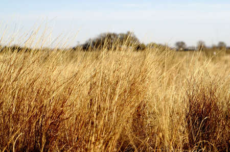 Golden hay growing in a field with low depth of fieldの写真素材