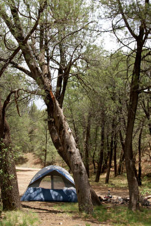 Camping in the forest. Tent sits among trees at a primitive campground in vertical formatの写真素材