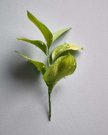 greens with water dropsの写真素材