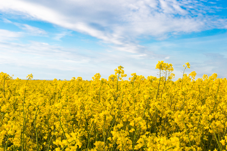 Rape field in vibrant colourの写真素材