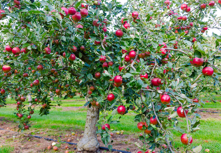 Apple on trees in orchard in fall seasonの写真素材