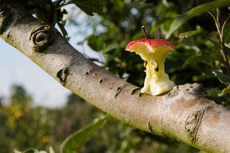 Apple core on tree branch in orchard in fall season