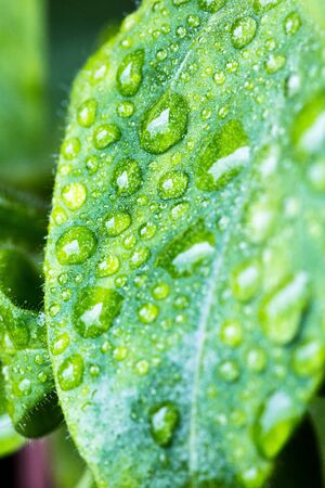 Drops of water on leaf in morning after heavy rain
