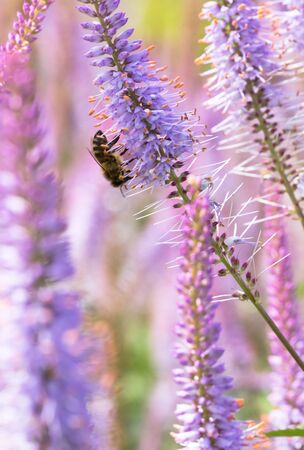 Hard working bee pollinates flower in extreme macroの写真素材