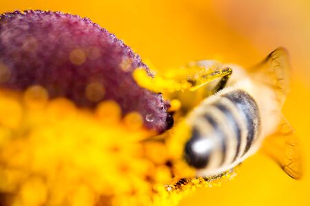 Hard working bee pollinates flower in extreme macroの写真素材