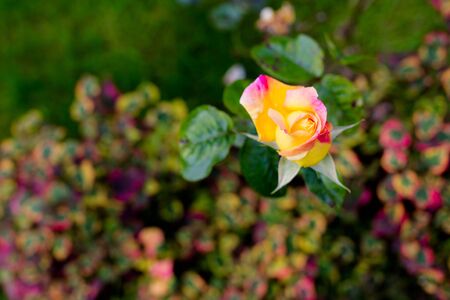 Small pink yellow rose head macro. Top view shot. Foreground focus. Email, invitation backgroundの写真素材
