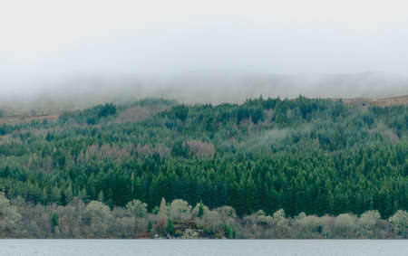 Coniferous forest at hillside covered with fog at Loch Ness in Scotland. Horizontal view.