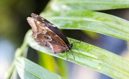 Blue Morpho peleides butterfly with closed wings drinks water from leaf. Top perspective view...