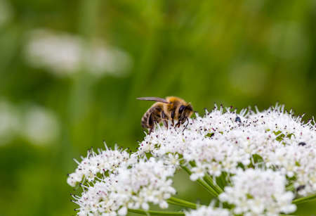 Bee pollinating small white flowers. Macro horizontal full frame crop with bee in the centrumの写真素材
