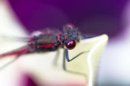 Large Red Damselfly, Pyrrhosoma nymphula, male, head extreme macro. Horizontal full frame crop in...