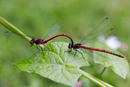 Large Red Damselfly, Pyrrhosoma nymphula, male and female copulate on green leaf. Horizontal full...