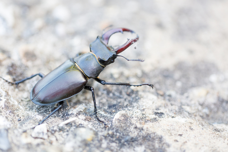 Stag beetle (Lucanus cervus) macro side portrait. Horizontal crop with central composition of the creatureの写真素材