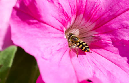 Hoverfly, Syrphidae, flowerfly on petunia, Petunia, pink flower macro. Horizontal full frame crop.の写真素材