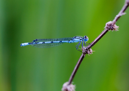 Common Blue Damselfly, Enallagma cyathigerum, resting at lake. Macro side portrait, horizontal crop