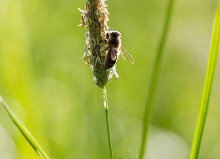 Flying bee collects nectar from blooming grass. Extreme macro horizontal shot in morning light with shallow deep of depthの写真素材