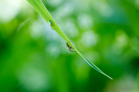 Flower spider, goldenrod crab (Misumena vatia) on sigle grass leaf. Extreme macro horizontal crop...