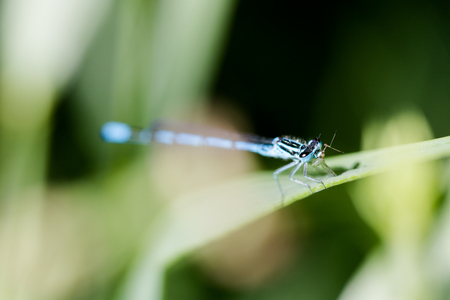 Azure, Southern damselfly, dragonfly on green grass leaf eats insect at lakeside macro. Horizontal close up front view portraitの写真素材
