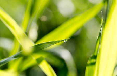 Realistic natural morning dew water drops on grass leaf in golden hour light. Extreme macro horizontal cropの写真素材
