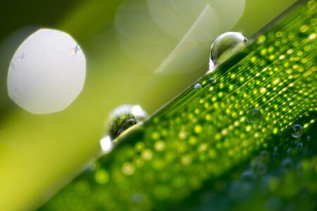 Realistic natural morning dew water drops on grass leaf in golden hour light. Extreme macro...