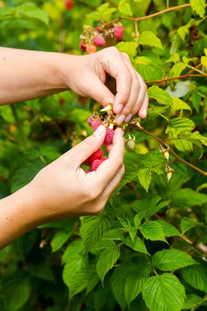 Young adult women hands picking organic homegrown raspberries. Vertical composition focus on handsの写真素材