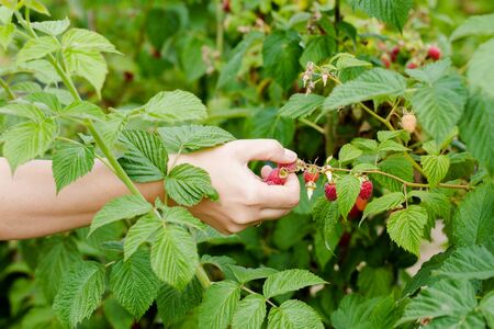 Young adult women hands picking organic homegrown raspberries. Horizontal composition focus on handの写真素材