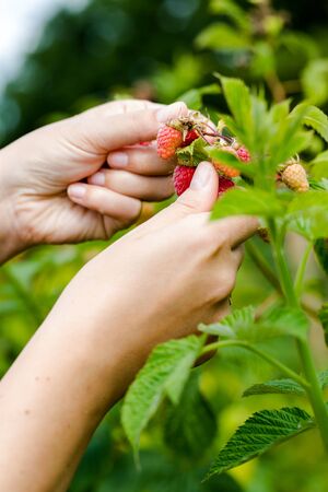 Young adult women hands picking organic homegrown raspberries. Vertical composition focus on handsの写真素材
