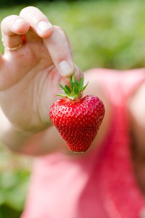 Young adult woman holds in hand fresh sweet strawberry in heart shape. Vertical close up crop with shallow depth of fieldの写真素材