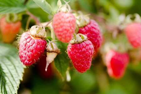 Hanged on branch growing red juicy raspberries in close up shot. Horizontal crop, day light, macro