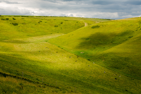 Cows pasture in green valey. Wide angle, long distance perspective in sunny day. Horizontal full frame cropの写真素材