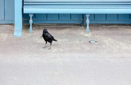 Black crow stands next to blue vintage bench and looks straight into lens with interest. Horizontal cropの写真素材